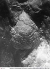 Historisches Foto von Ambulocapsa altilis (Robins, Feldmann & Schweitzer, 2013) (NHMW-AFW-GEO-BACHMAYER-FOTO-1990-0041-3617)